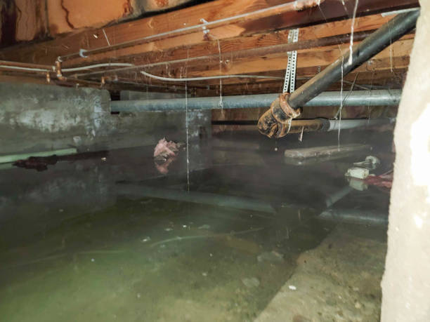 Best Flood damage cleanup  in Brunswick, NC